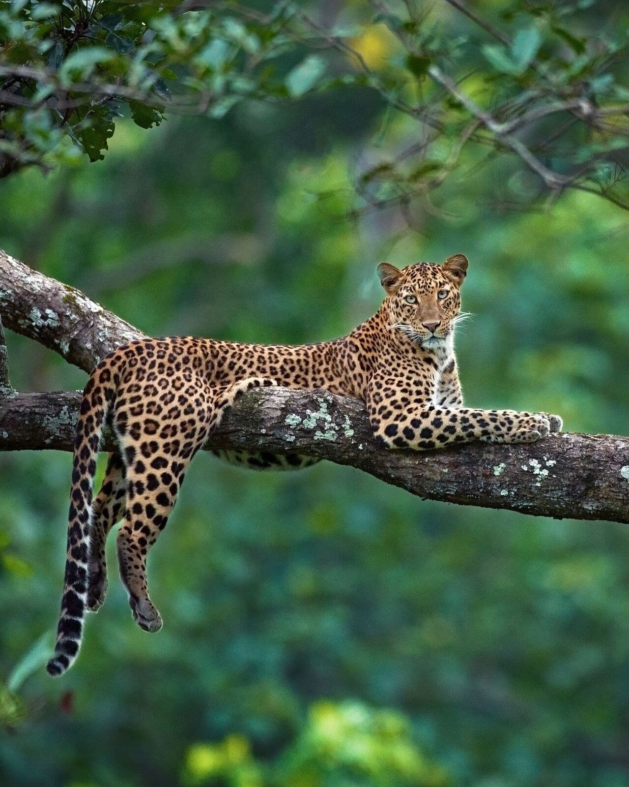 Kisli Zone landscape in Kanha National Park