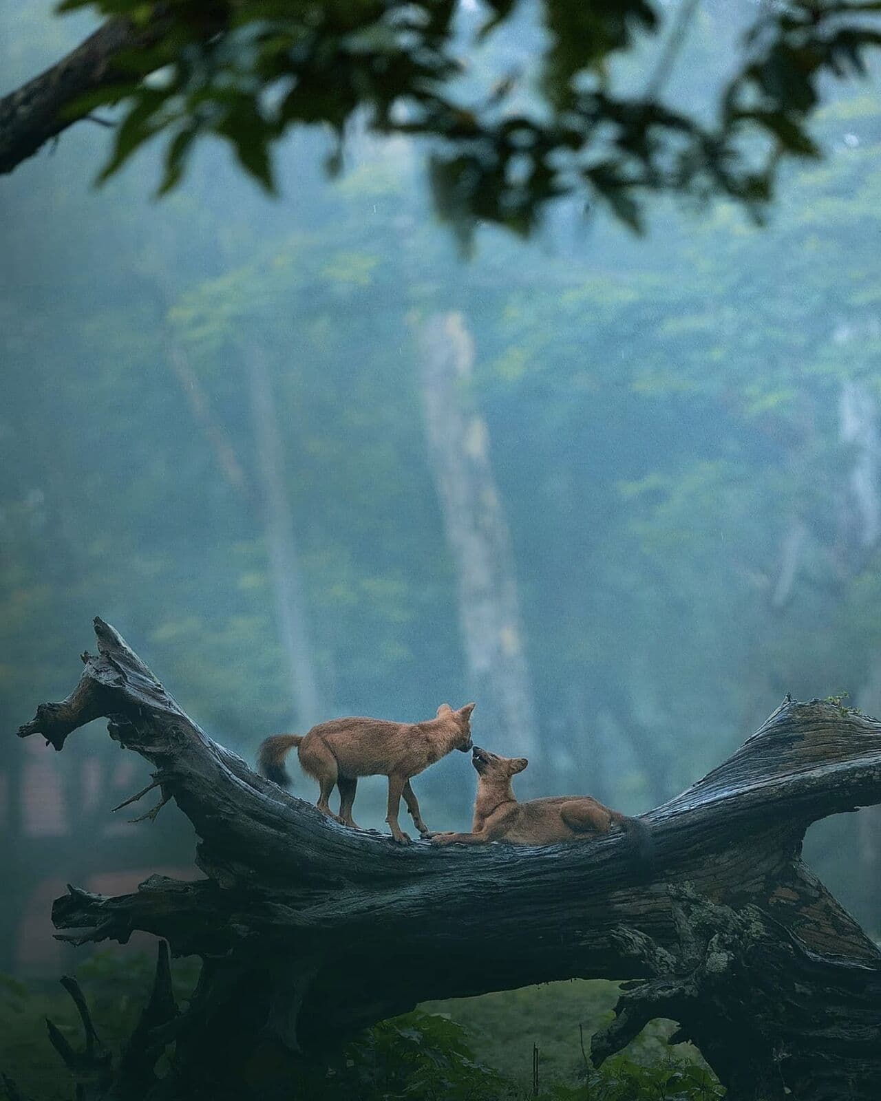 Sarhi Zone landscape in Kanha National Park