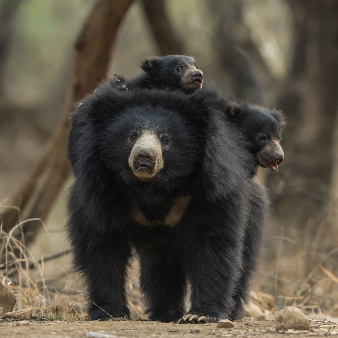 Kisli zone, Kanha National Park