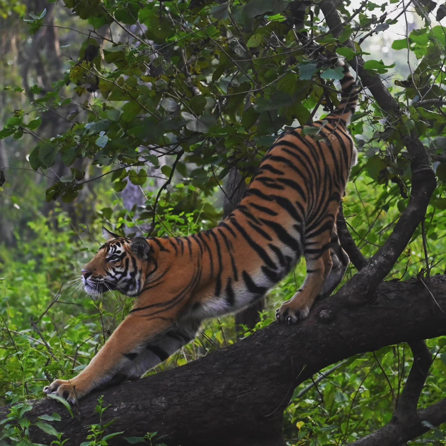 Kanha zone, Kanha National Park