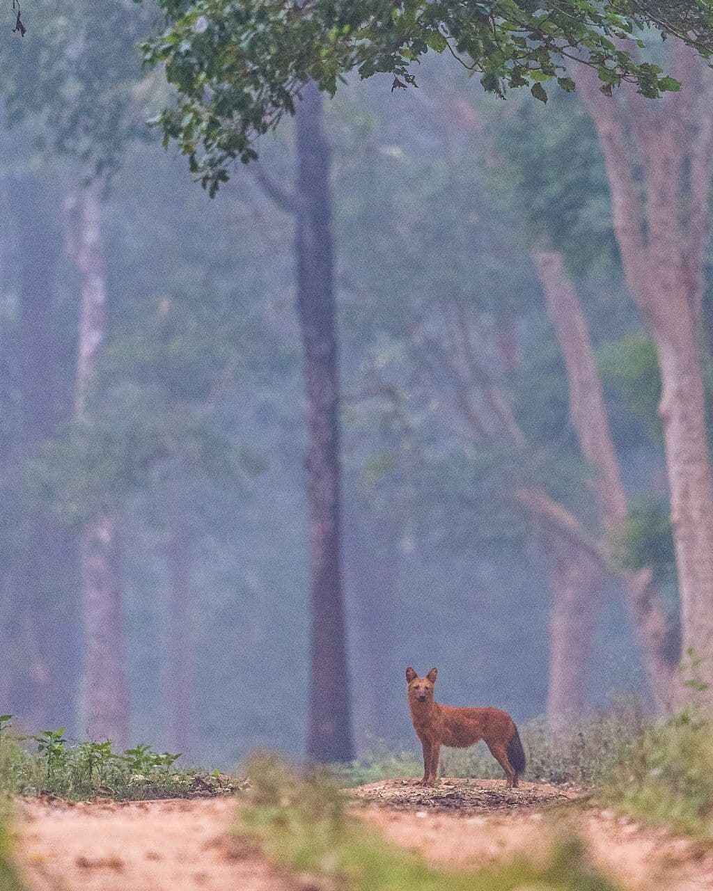 Sijhora Buffer Zone in Kanha Tiger Reserve