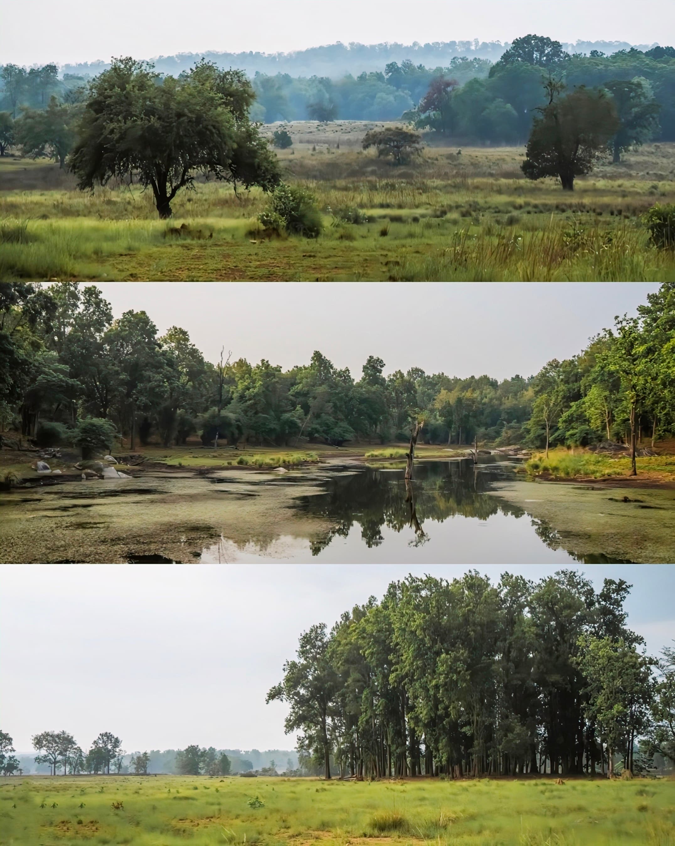 Kanha National Park forest landscape for safari planning