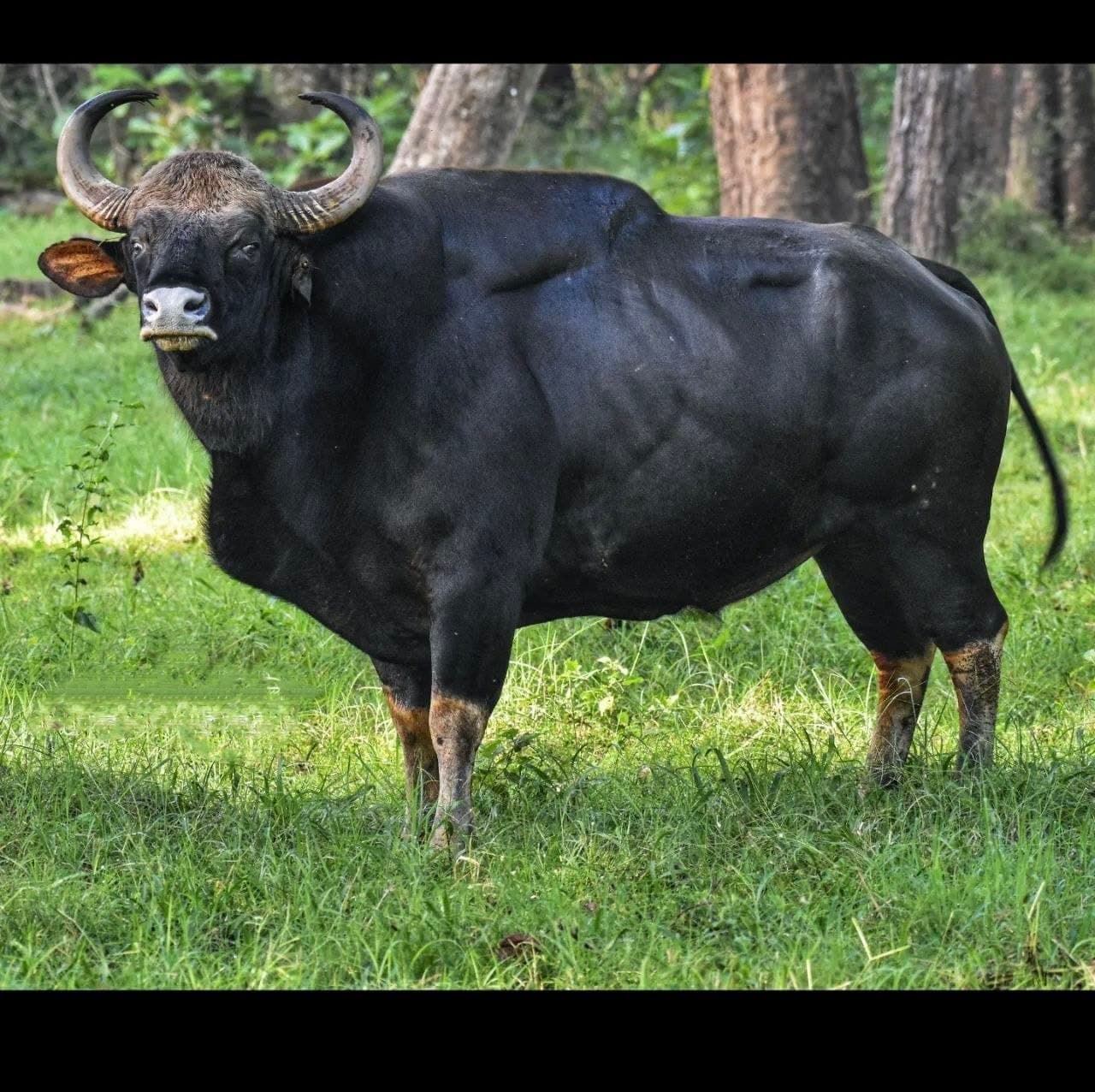 Phen Sanctuary in Kanha Tiger Reserve