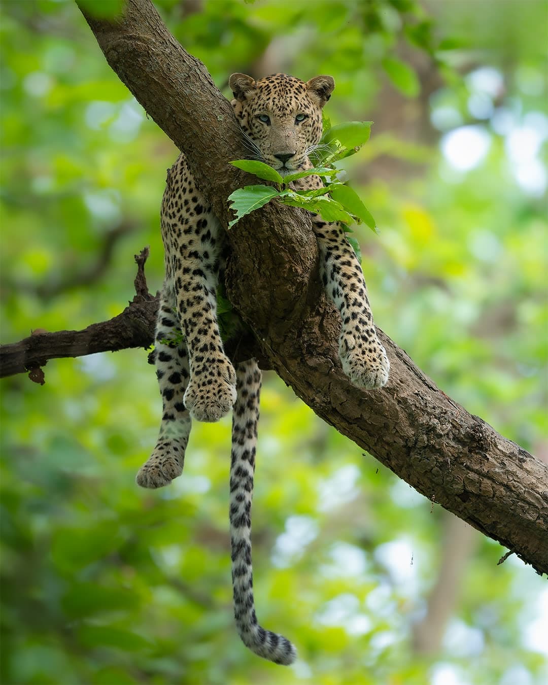 Indian Leopard wildlife in Kanha
