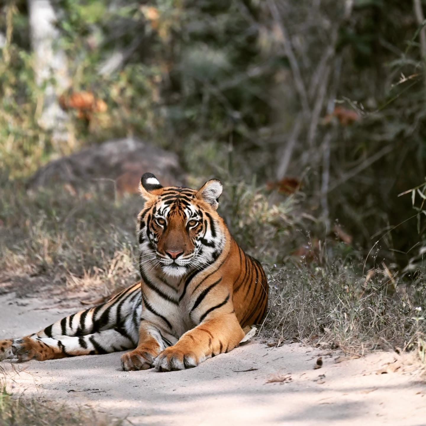 Mukki zone, Kanha National Park