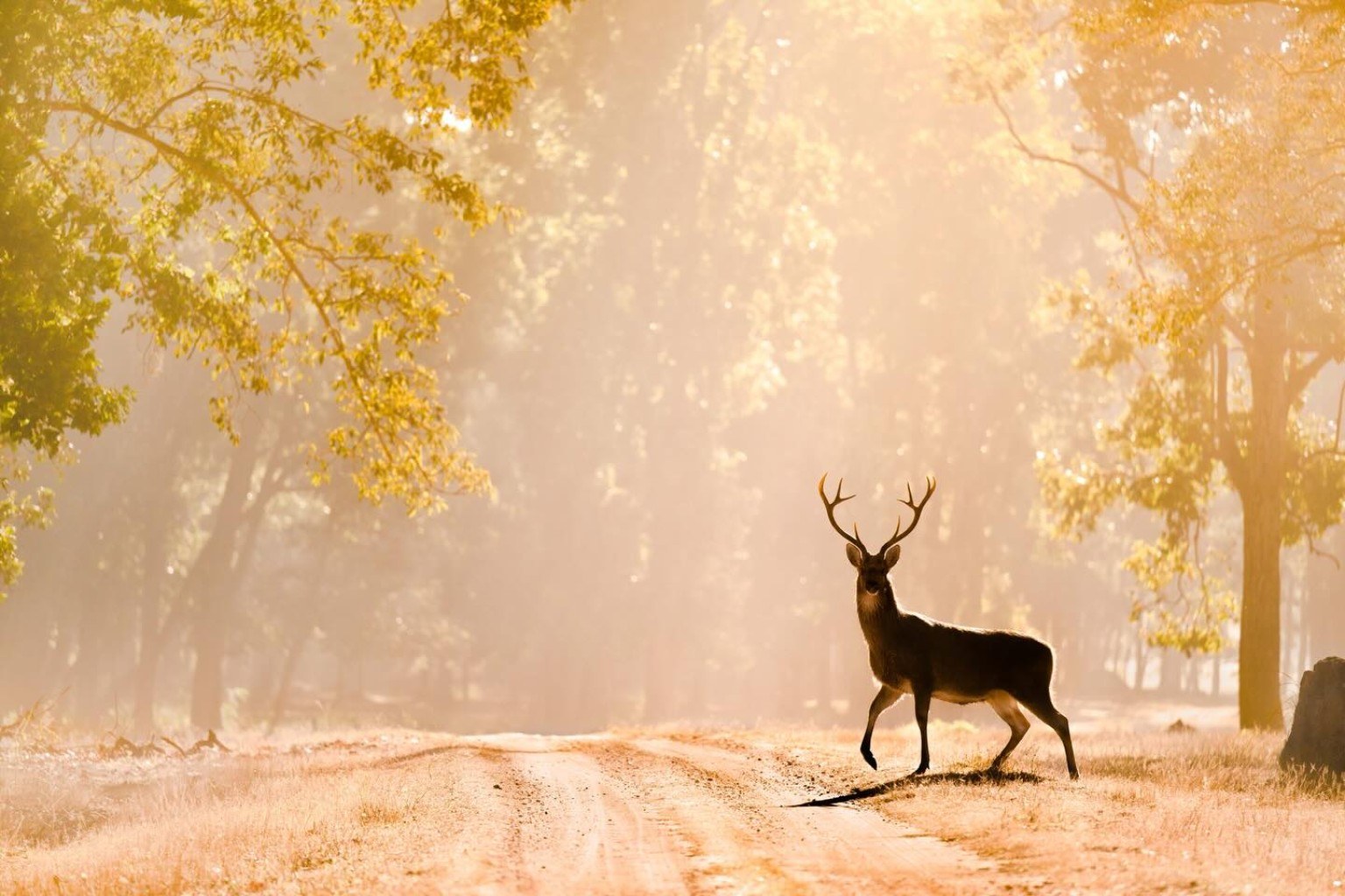 Barasingha crossing a golden forest track