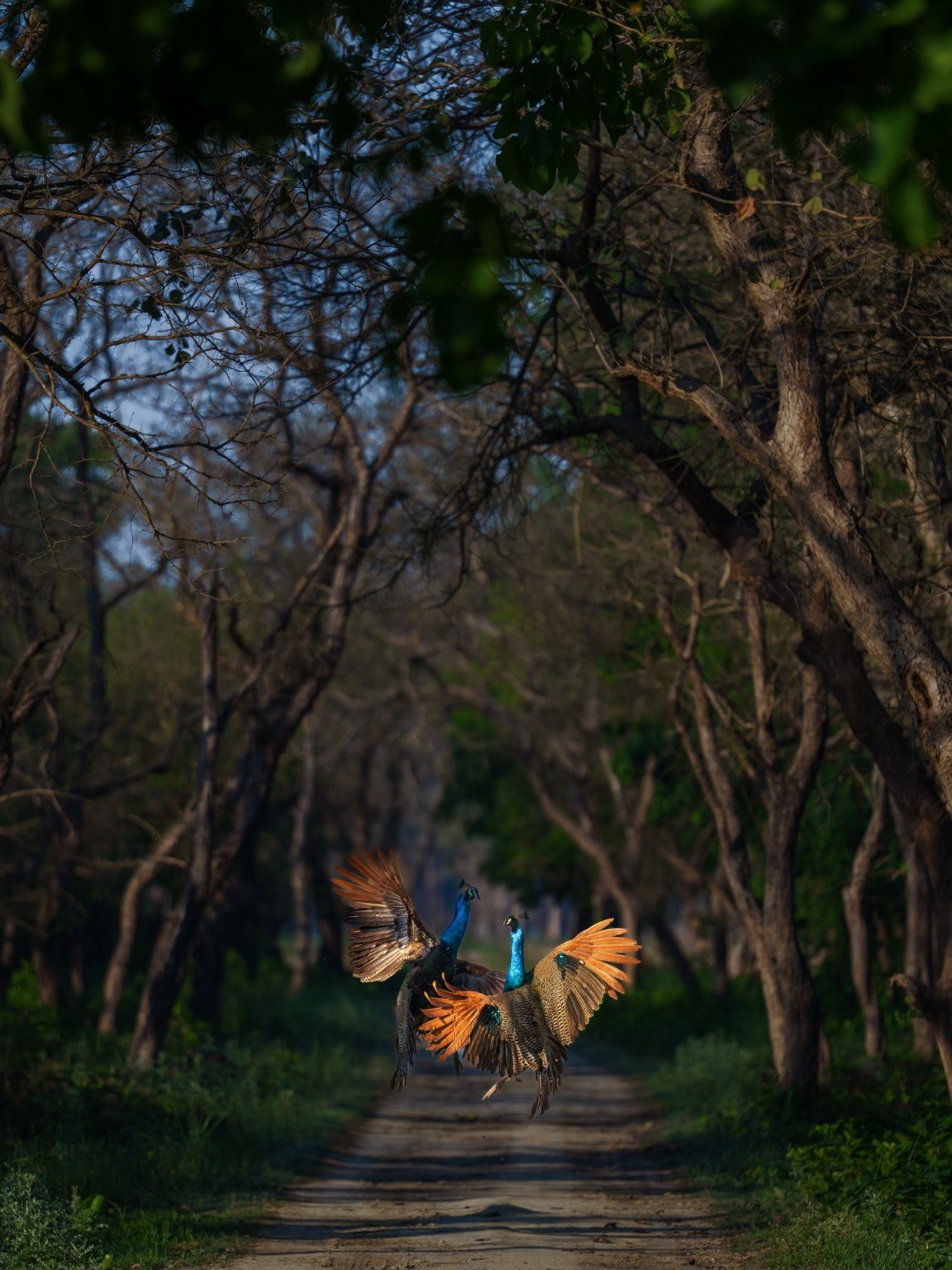 Wildlife Photography Tips for Kanha