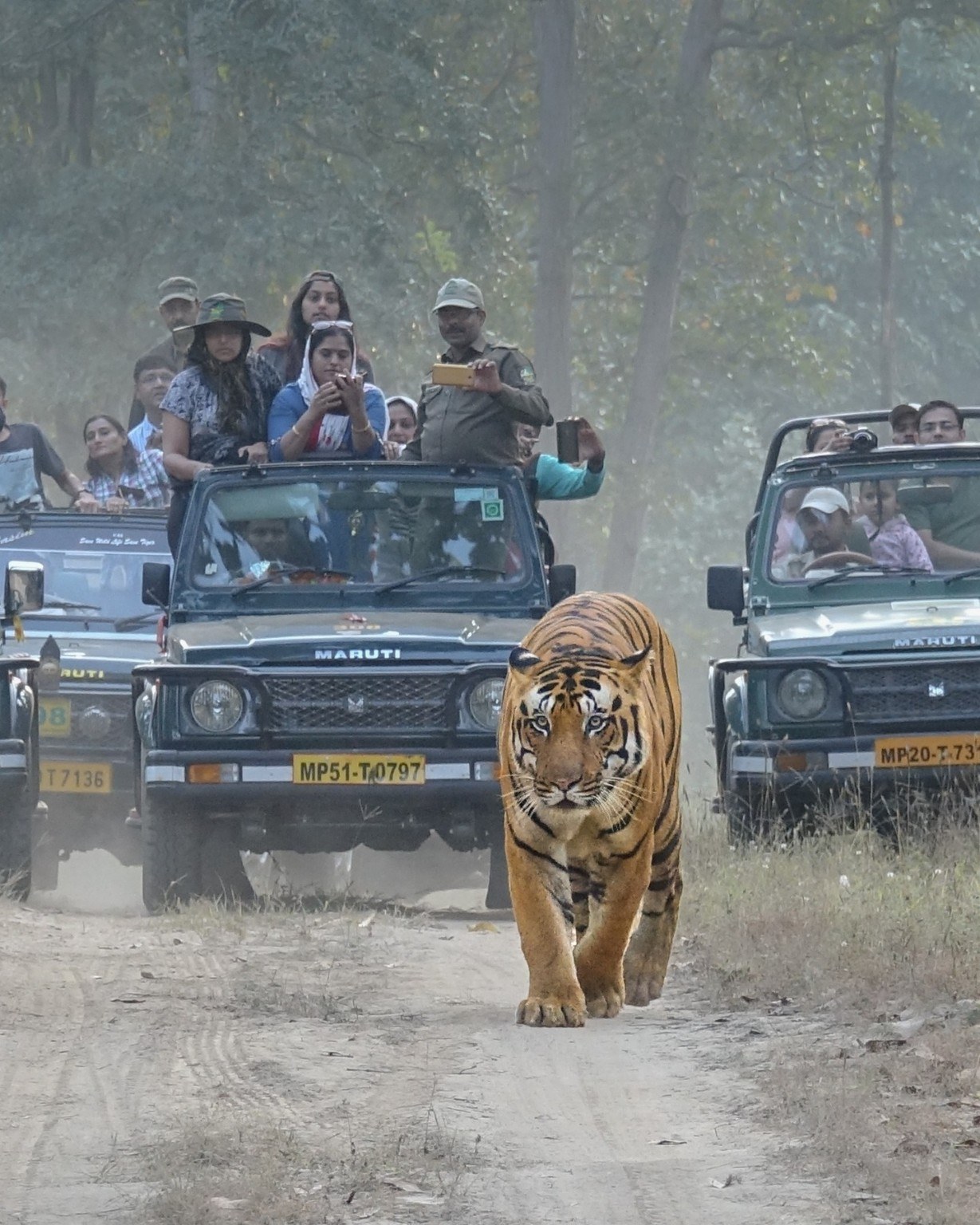 Your First Safari: A Complete Guide