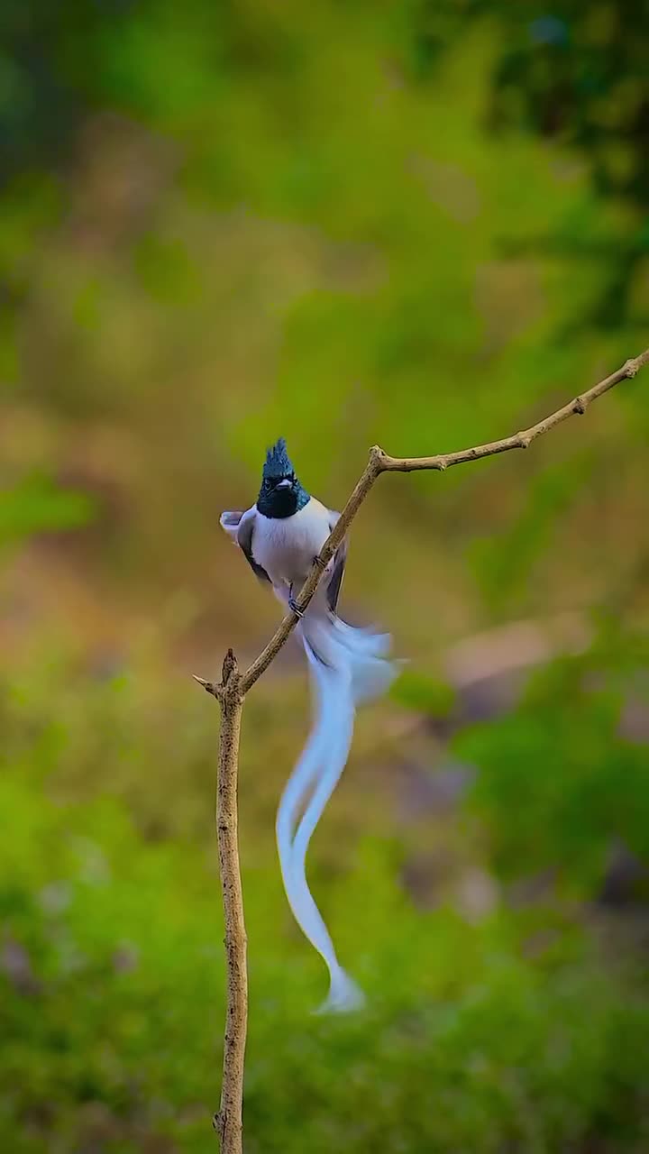 A bird in the forest