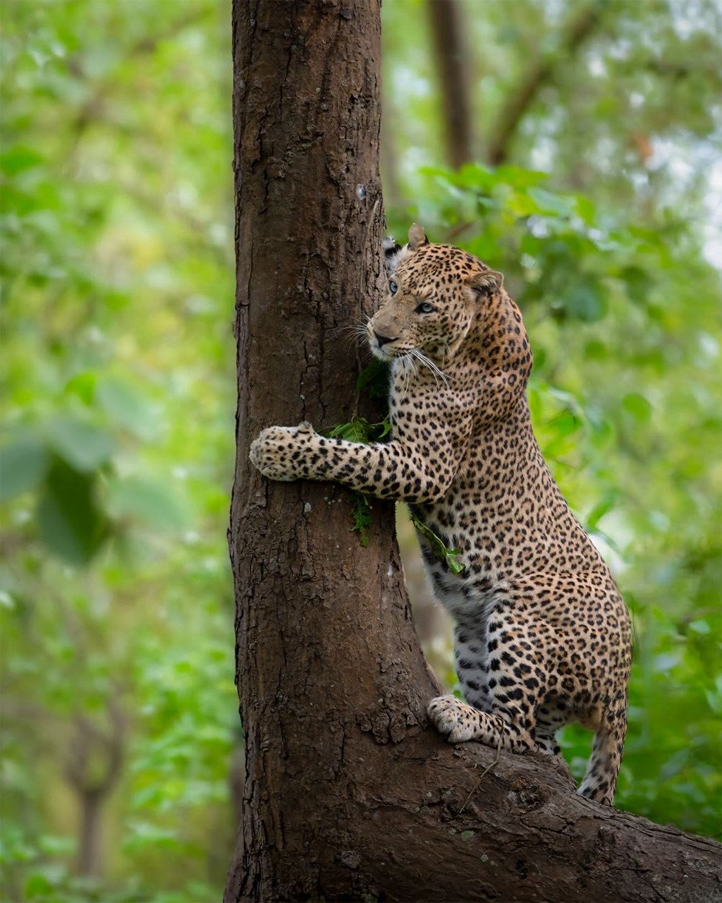 Leopard resting on a branch