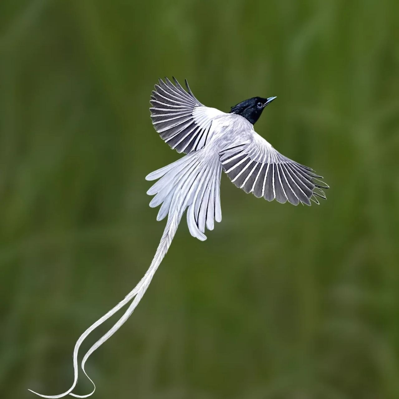 Asian Paradise Flycatcher in flight