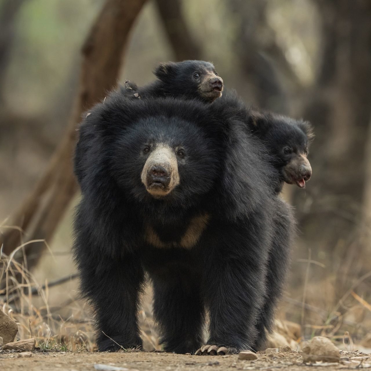 Sloth bear mother carrying her cubs